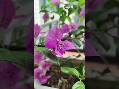 316 Edelstahlkabel Balkon Unsichtbares Gitter mit 100 kg Tragfähigkeit