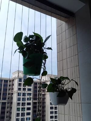 Unsichtbarer Gitter-Blumentopfclip, überkreuzend, 2,5 mm Draht, 2,0 mm Befestigungsclip für industrielle Drahtgitter und Montageprojekte